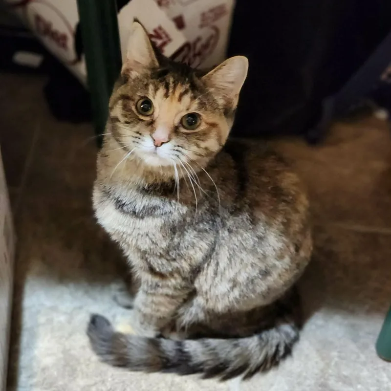 Honey Bunches Of Oats thumbnail 2