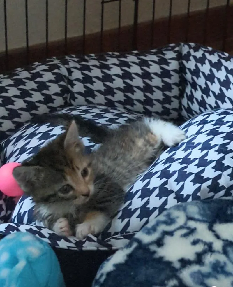 A baby small-sized female American Shorthair cat named Toast for adoption in Cohoes, NY