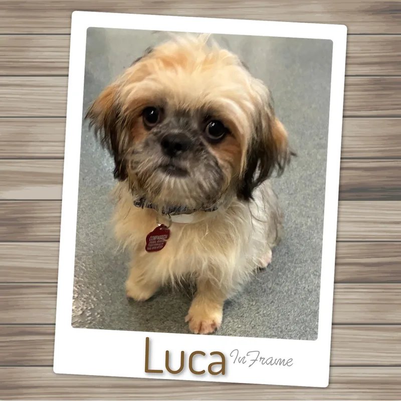 A baby small-sized male Lhasa Apso dog named Luca for adoption in Fredericksburg, VA