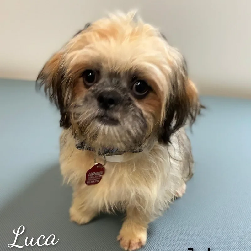 Luca thumbnail 2