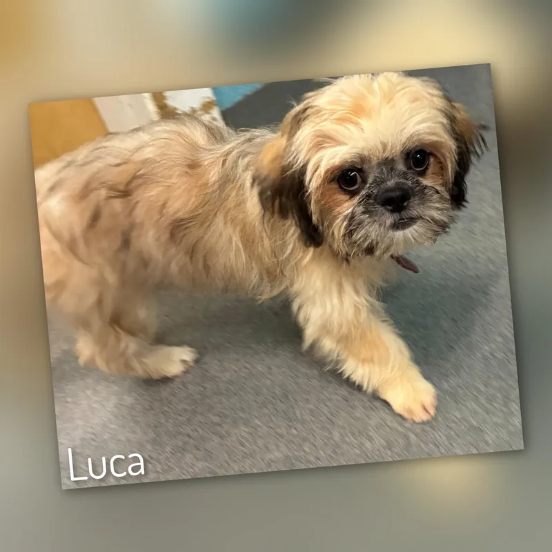 Luca thumbnail 3