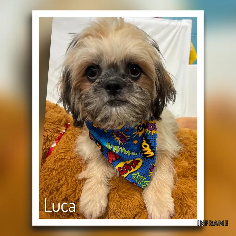 Luca thumbnail 4