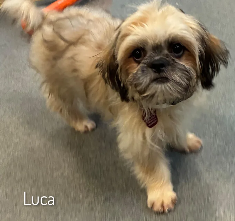 Luca thumbnail 5
