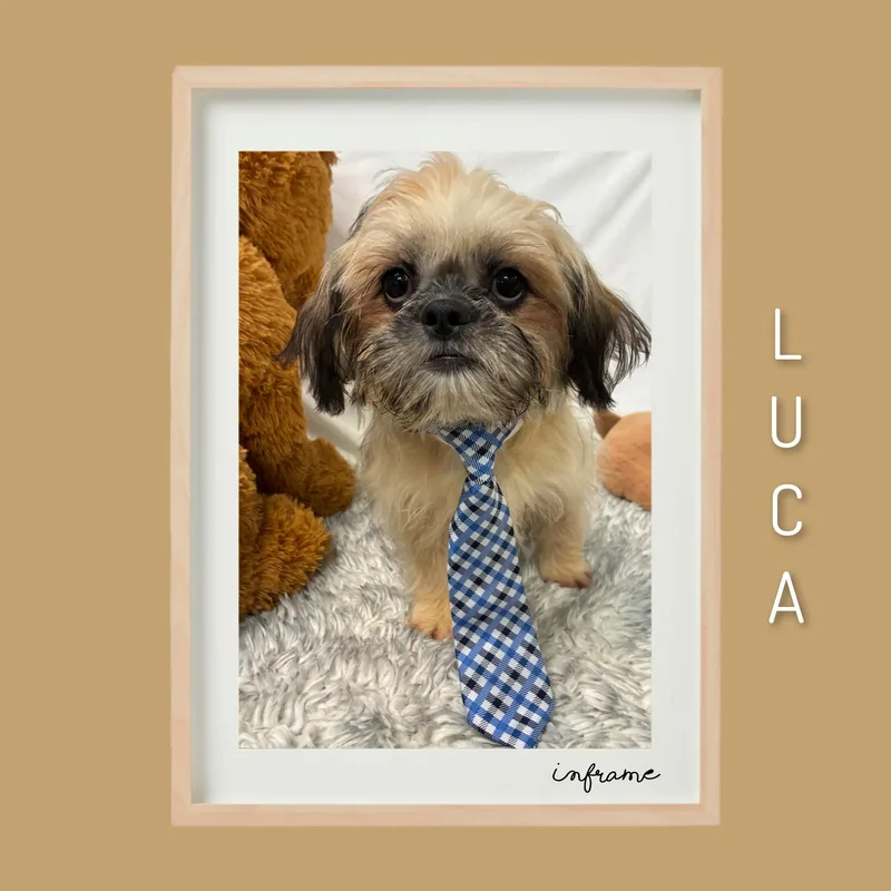 Luca thumbnail 6