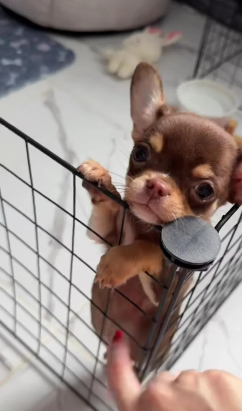 A young small-sized male Chihuahua dog named Lew for adoption in Blessing, TX