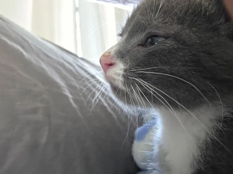 A baby medium-sized female Domestic Short Hair cat named Fluffer Nut for adoption in New Orleans, LA
