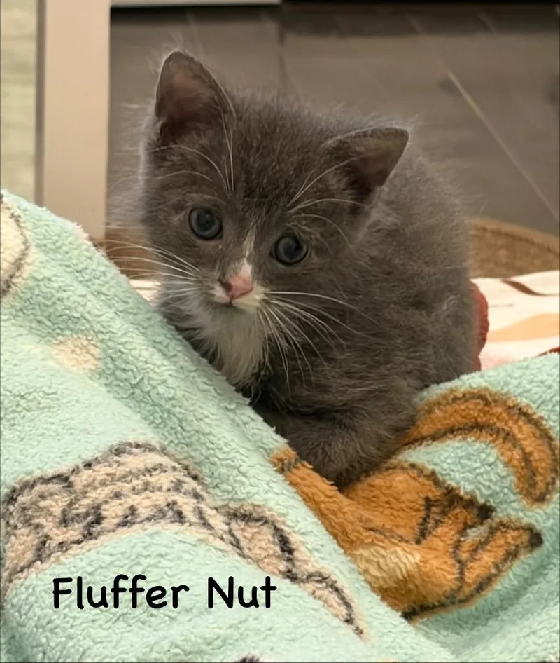 Fluffer Nut thumbnail 2