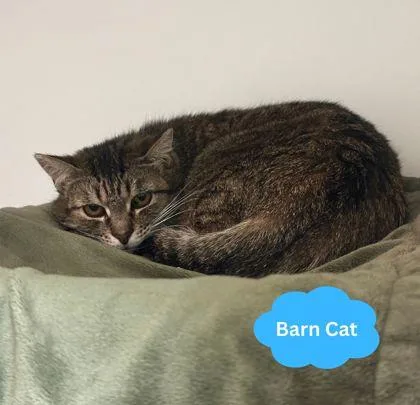 An adult medium-sized female Domestic Short Hair cat named Bo Peep for adoption in Traverse City, MI