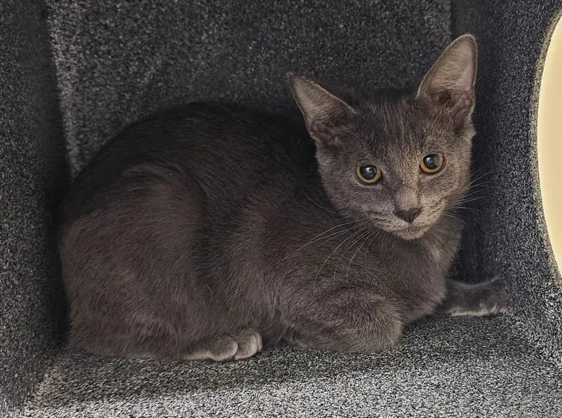 A baby medium-sized male Domestic Short Hair cat named Fluffy for adoption in Athens, TN