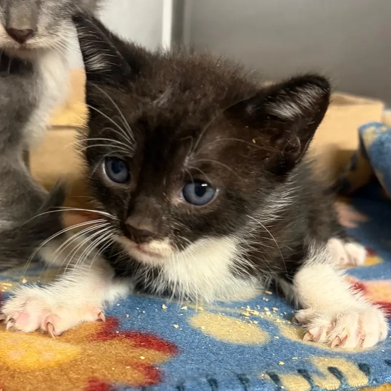 A baby small-sized male Black Domestic Short Hair cat named Chesterfield for adoption in Lake Jackson, TX
