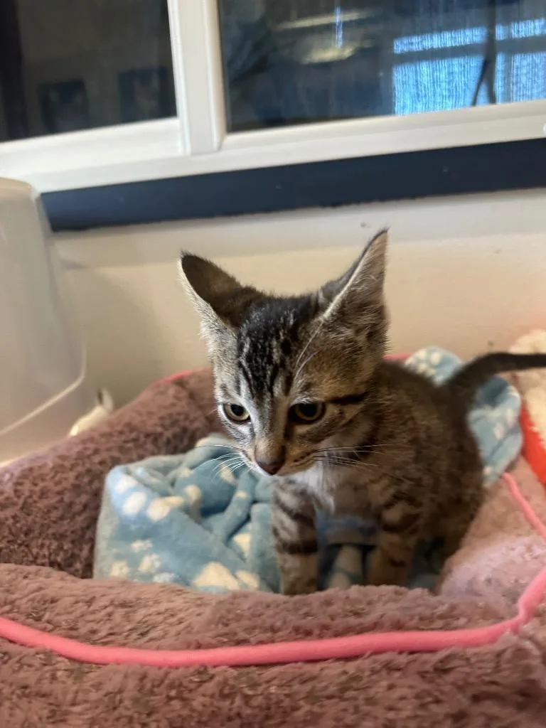 A baby medium-sized male Domestic Short Hair cat named Langdon for adoption in Newberg, OR