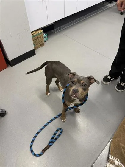 An adult small-sized female Mixed Breed dog named Roshi for adoption in West Chester, PA