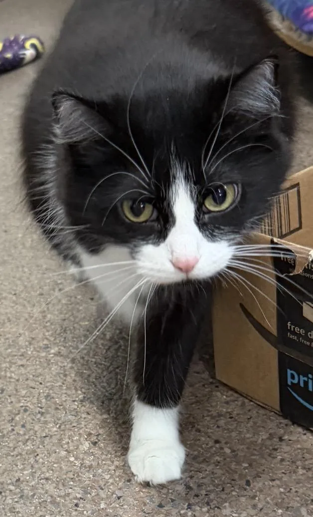 A young large-sized female Domestic Medium Hair cat named Dovey for adoption in Sault Sainte Marie, MI