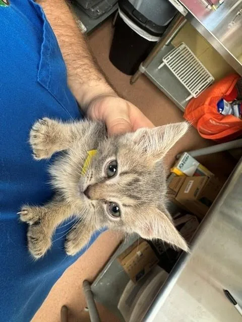 A baby medium-sized female Domestic Short Hair cat named Oak for adoption in Cookeville, TN
