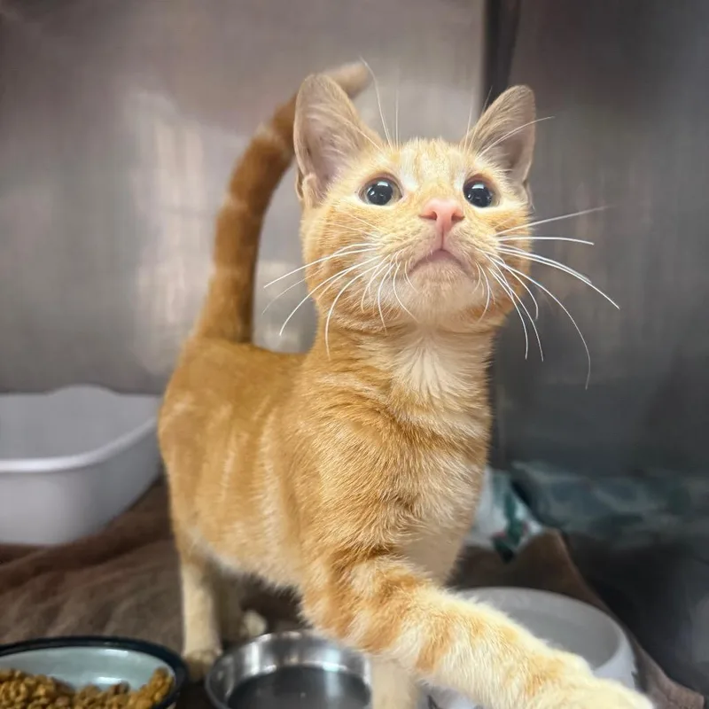 A baby small-sized male Orange / Red Domestic Short Hair cat named Petey for adoption in Lauderhill, FL