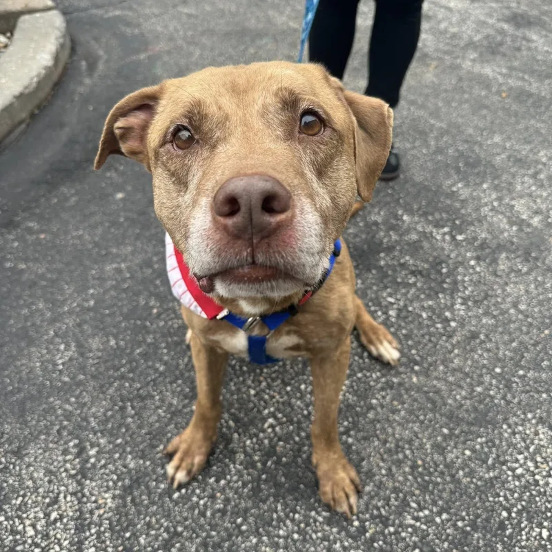 A senior medium-sized male Pit Bull Terrier dog named Ajax for adoption in Philadelphia, PA