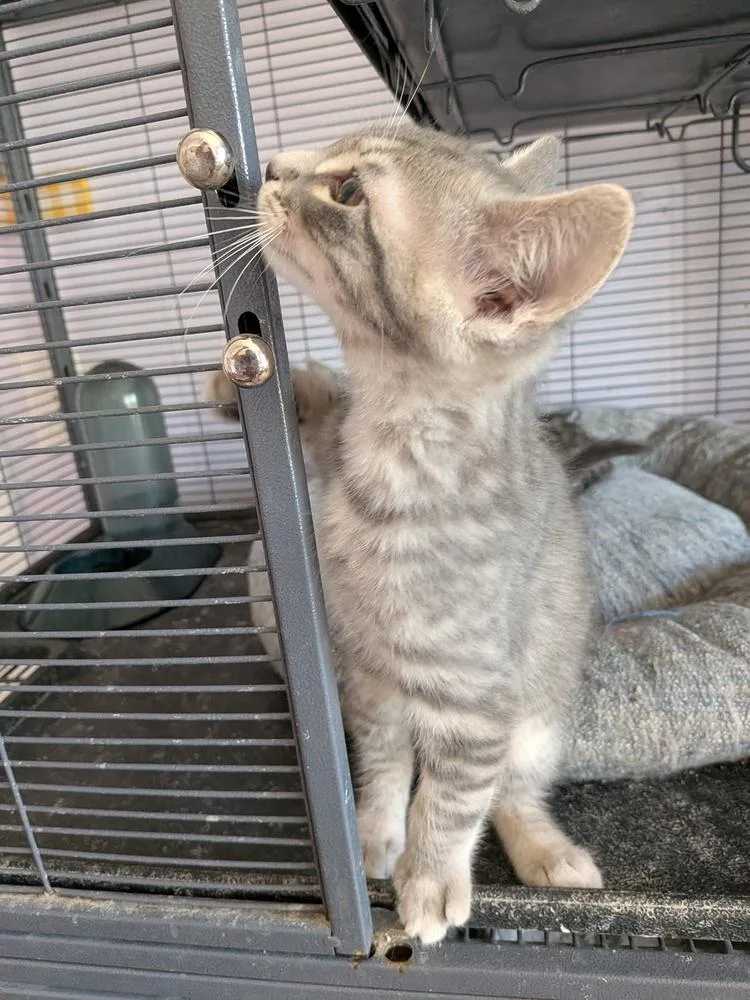 A baby small-sized male Gray / Blue / Silver Domestic Short Hair cat named Quartz for adoption in Mooresville, NC