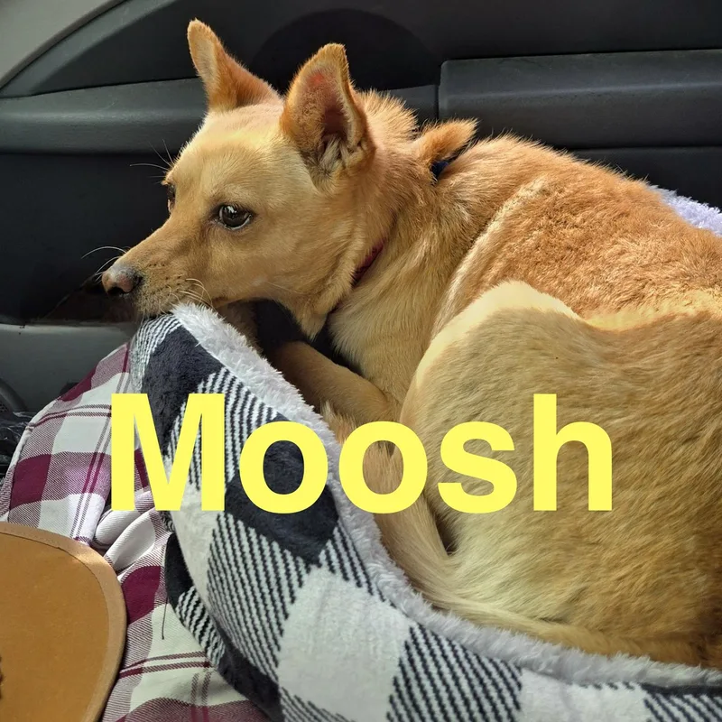 Moosh thumbnail 3