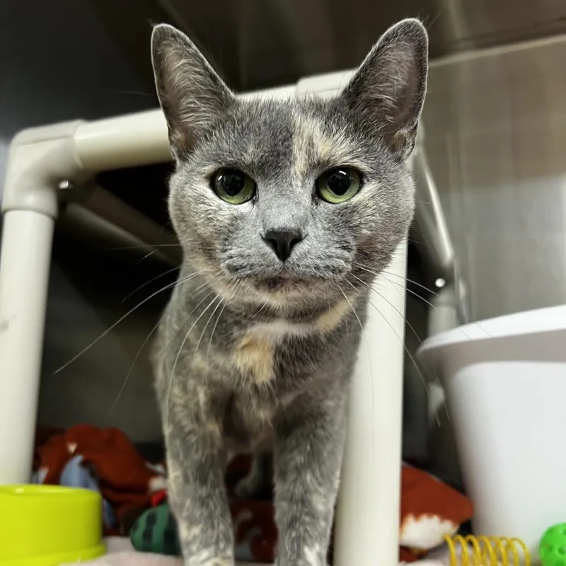 An adult medium-sized female Calico Domestic Short Hair cat named Jenny for adoption in Harrisville, WV