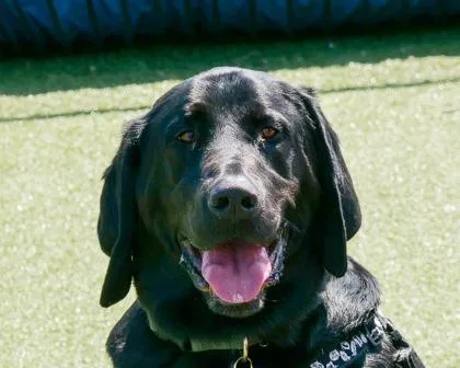 An adult small-sized male Mixed Breed dog named Bo for adoption in West Seneca, NY