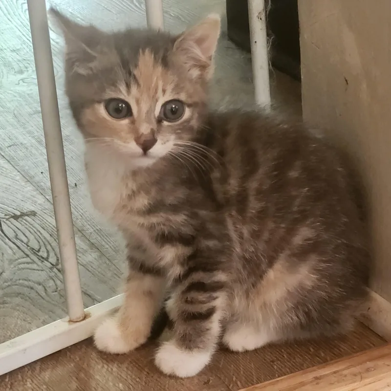 A baby medium-sized female Dilute Tortoiseshell cat named Butternut for adoption in Kenhorst, PA
