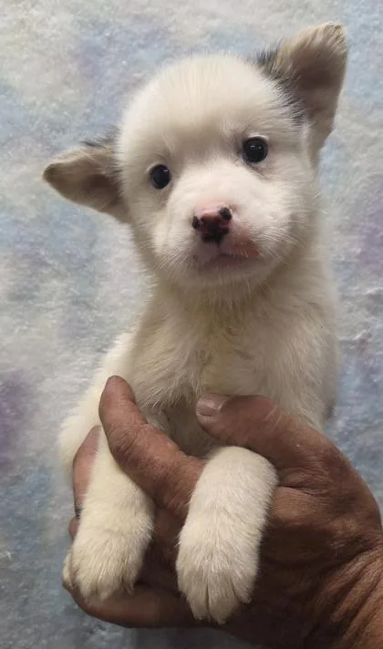 A baby small-sized male Siberian Husky dog named Rascal for adoption in Malvern, PA