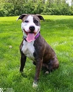 A young large-sized female Pit Bull Terrier dog named Storm for adoption in Hagerstown, MD