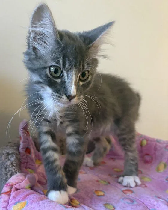 A baby medium-sized male Tabby (Gray / Blue / Silver) Domestic Short Hair cat named Salish for adoption in Sequim, WA