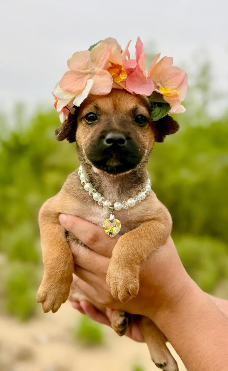 A baby small-sized female Chihuahua dog named Eloise for adoption in Media, PA