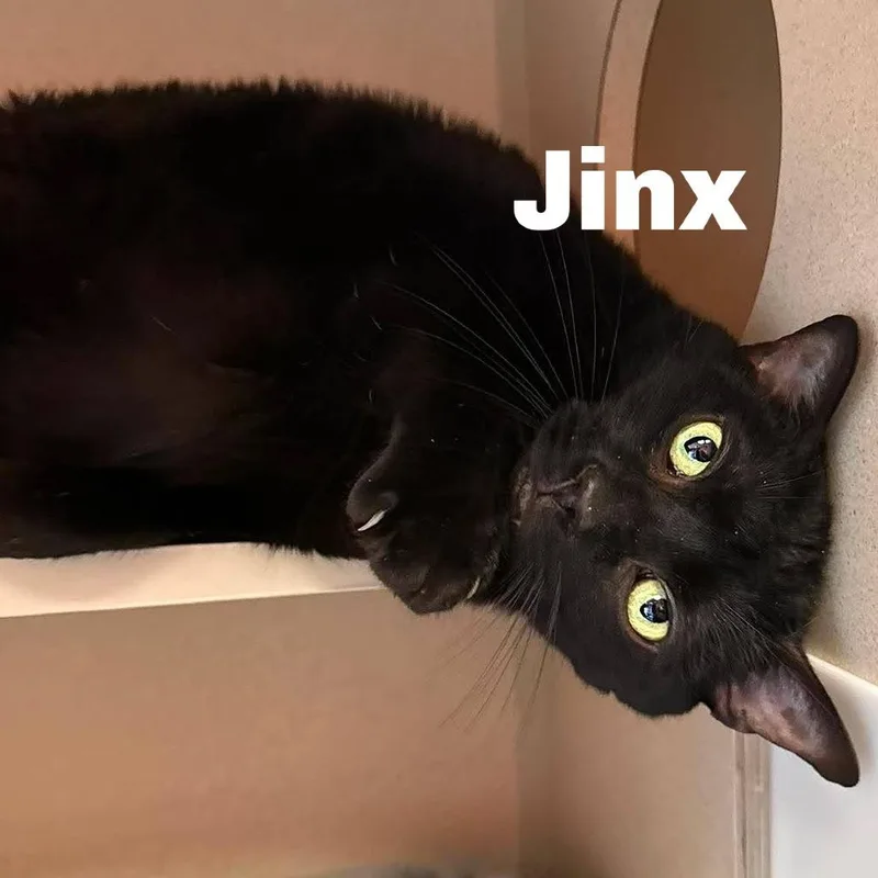 Jinx