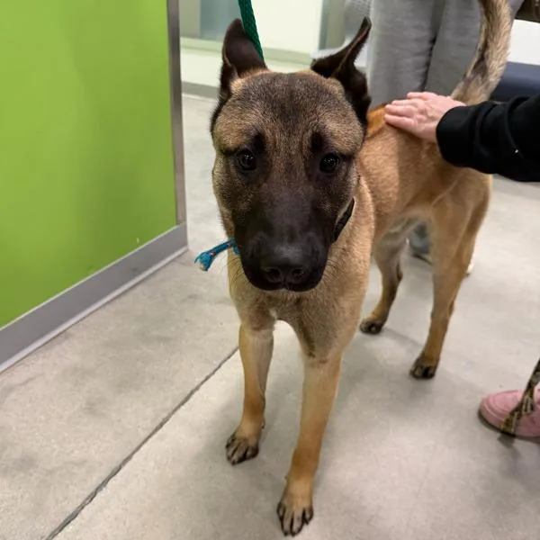 A young large-sized male Belgian Shepherd / Malinois dog named Appa for adoption in Des Moines, IA