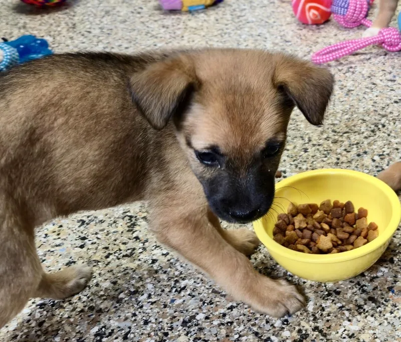 A baby small-sized female Mixed Breed dog named Zoey for adoption in Monona, WI
