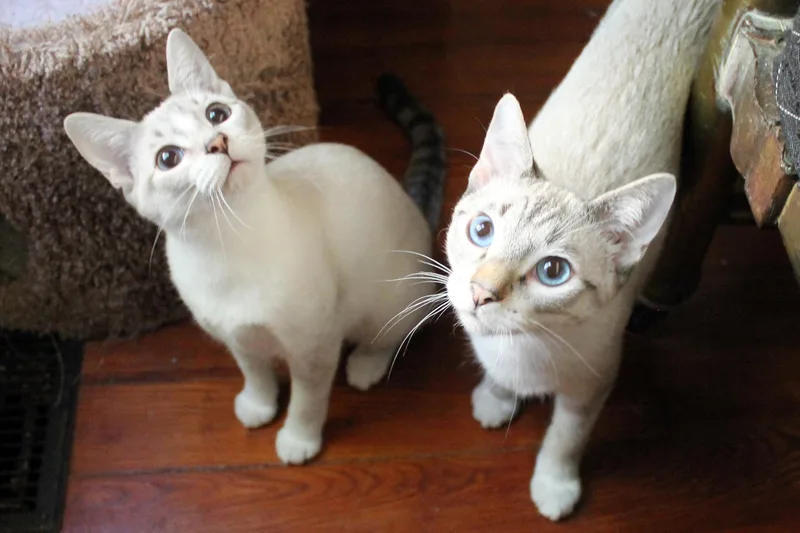 A baby medium-sized male Cream Point Siamese cat named Mushu and Mei Mei for adoption in Guthrie, OK
