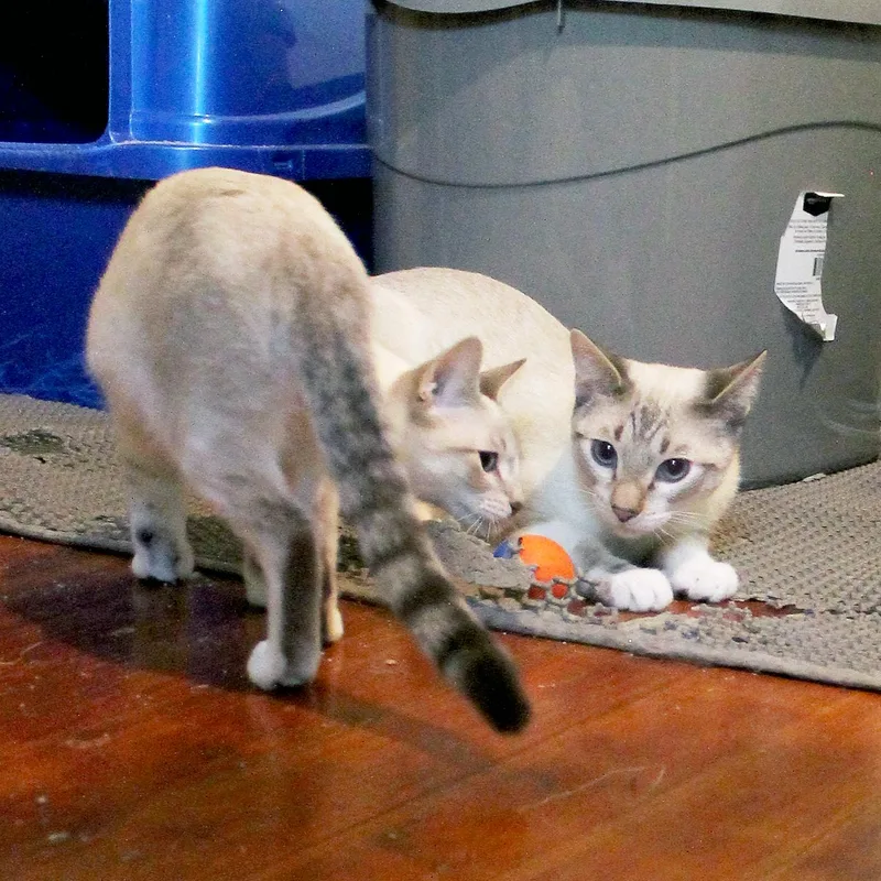 Mushu and Mei Mei thumbnail 5