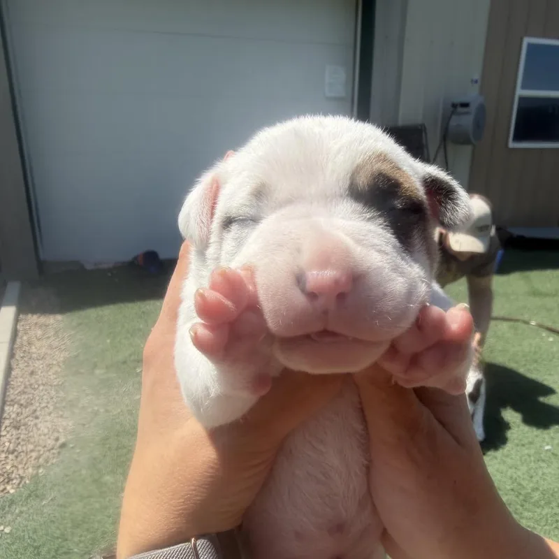A baby small-sized male White / Cream Australian Cattle Dog / Blue Heeler dog named Sir Chonksworth for adoption in Fulton, MO