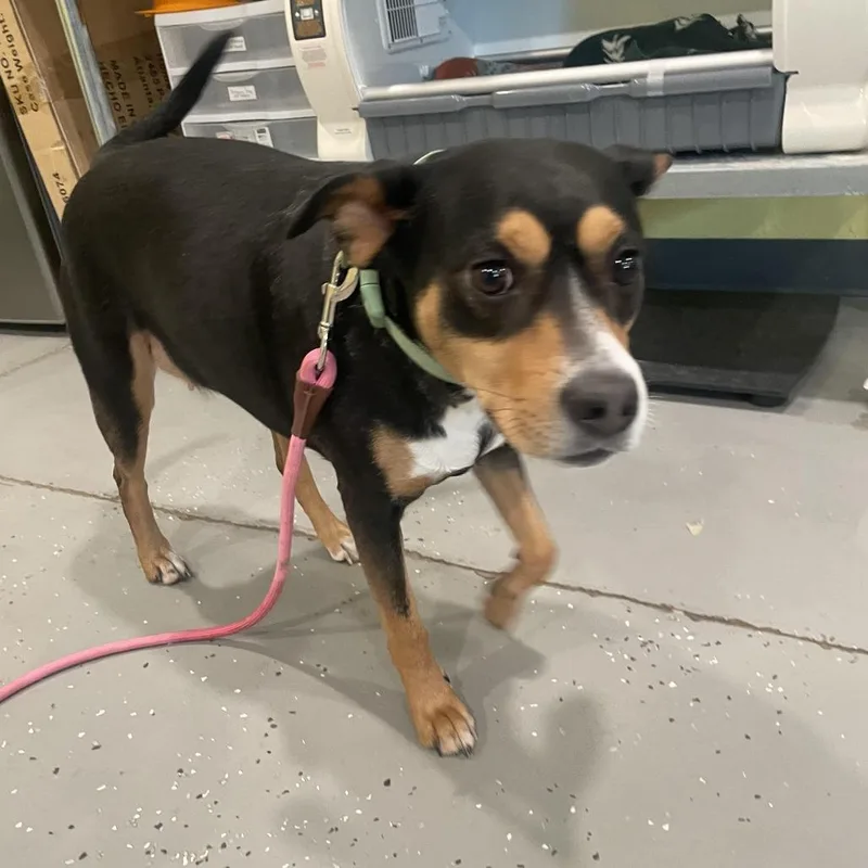 An adult medium-sized female Black Mixed Breed dog named Lennox for adoption in West Des Moines, IA