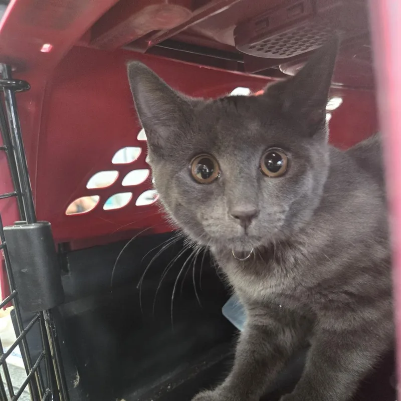 A baby small-sized female Gray / Blue / Silver Domestic Short Hair cat named Mimi for adoption in Newark, NJ
