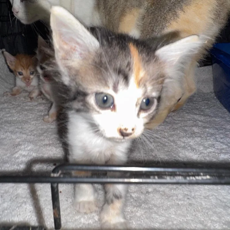 A baby small-sized female Calico Domestic Short Hair cat named Romper for adoption in Fredericksburg, TX
