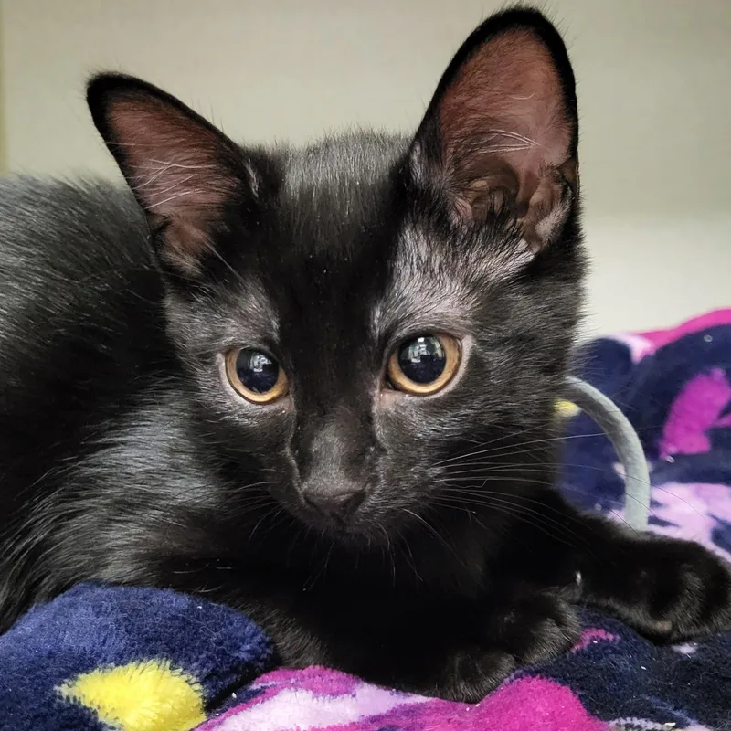 A baby medium-sized female Black Domestic Short Hair cat named Wasabi for adoption in Grayslake, IL