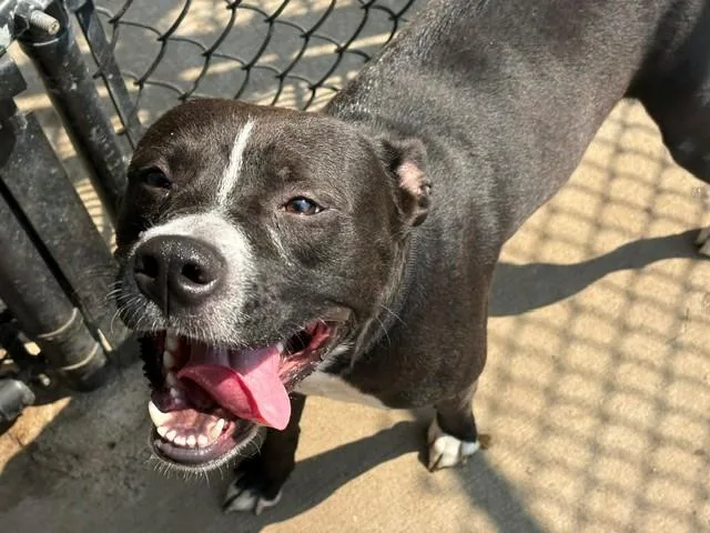 A young large-sized male Pit Bull Terrier dog named Runner for adoption in Tulsa, OK