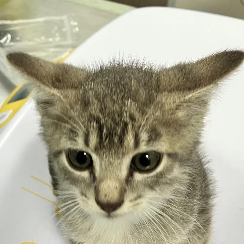 A baby small-sized male Domestic Short Hair cat named Knox for adoption in Las Cruces, NM