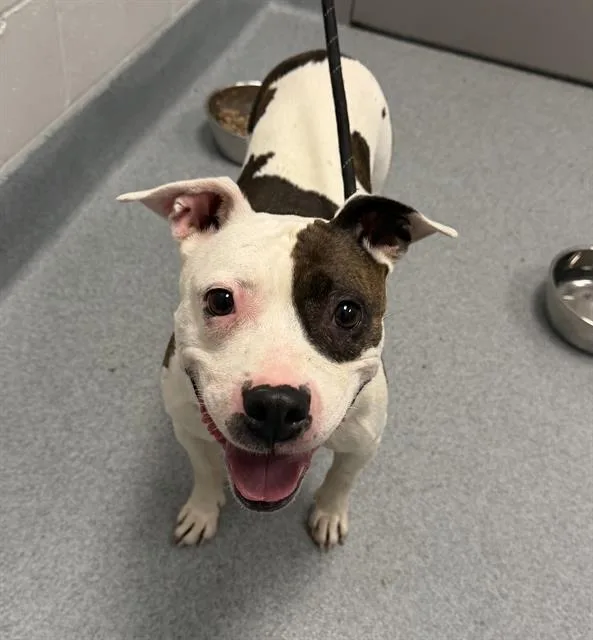 An adult medium-sized female Pit Bull Terrier dog named Alexis for adoption in Indianapolis, IN