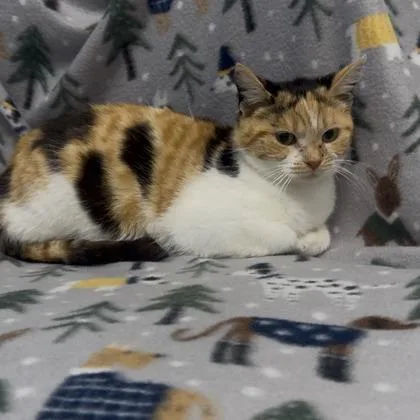 A young small-sized female Domestic Short Hair cat named Candy for adoption in Janesville, WI