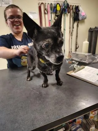 An adult small-sized female Chihuahua dog named Aster for adoption in Clarks Summit, PA