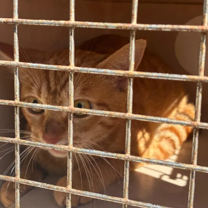 A young medium-sized female Orange / Red Domestic Short Hair cat named Tilly for adoption in Montgomery, AL