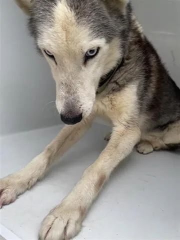 An adult medium-sized male Husky dog named Blue for adoption in Houston, TX