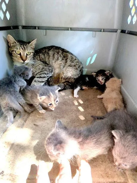 Mama Mia thumbnail 2