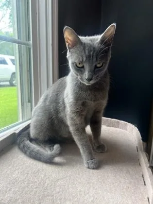 A young medium-sized female Russian Blue cat named Bluitt for adoption in Fort Worth, TX