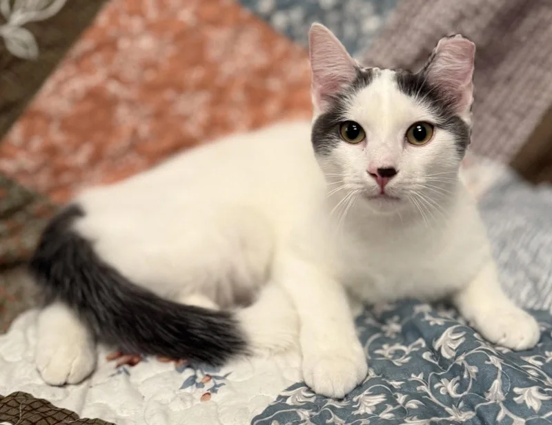 A young medium-sized male American Shorthair cat named Winston for adoption in Bolivia, NC