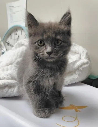 A young small-sized female Domestic Medium Hair cat named Mirtha for adoption in Conway, AR